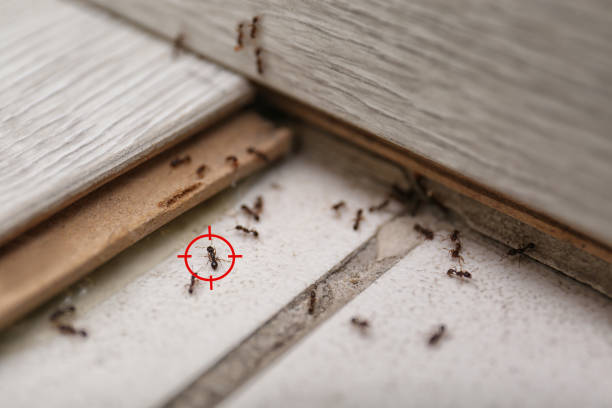 Best Emergency Pest Control  in Adrian, MN